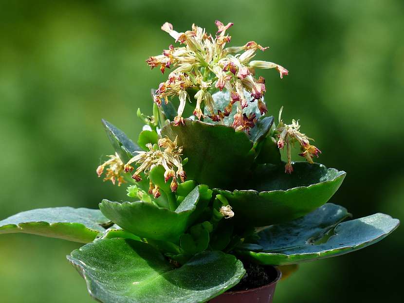 Kalanchoe listy