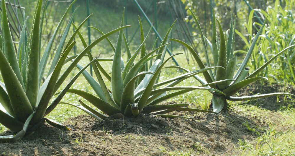 Aloe vera