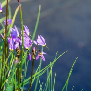 Božskokvet (Dodecatheon) v kvete