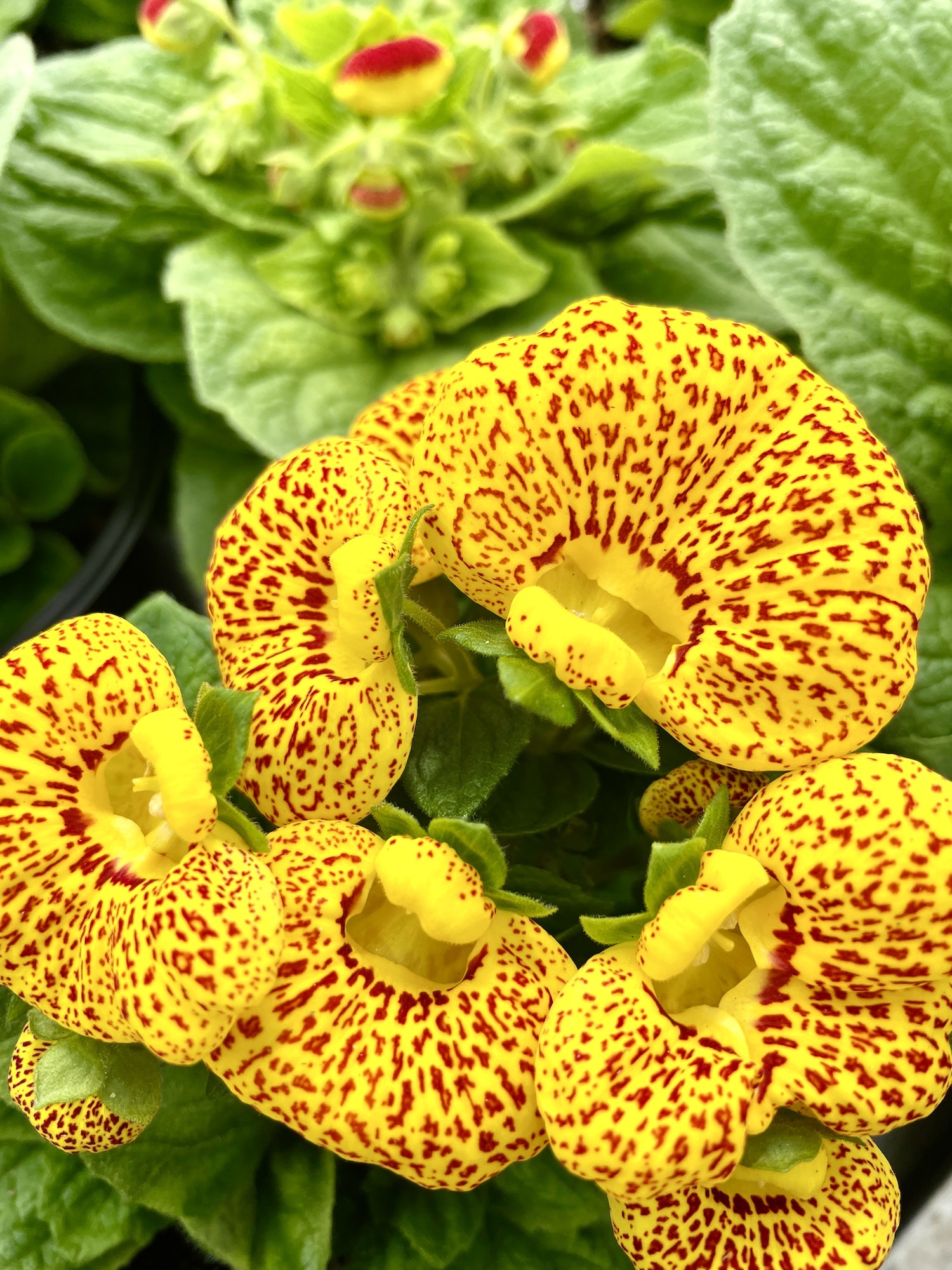 Papučka celolistá - Calceolaria integrifolia