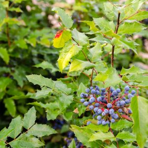 Modré bobule mahónie cezmínolistej (Mahonia aquifolium) medzi zelenými listami