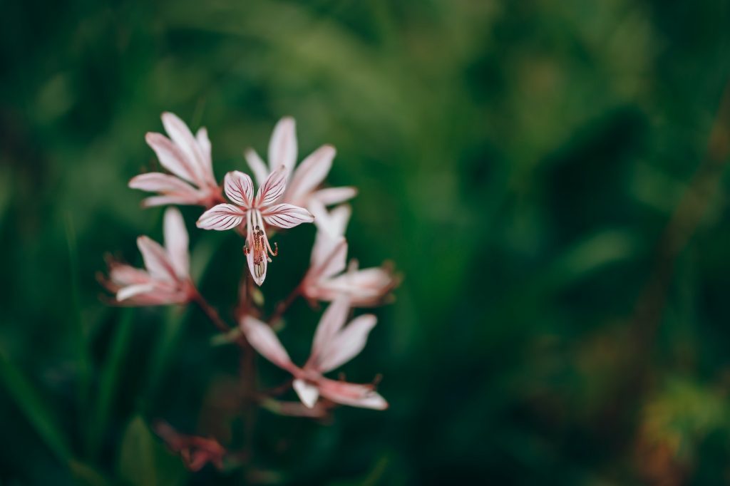 Jasenec biely (Dictamnus albus) – kvety