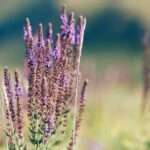 field of clary sage 1