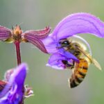 flower sage pratensis 1