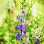 flowerbed with sage flowers 2