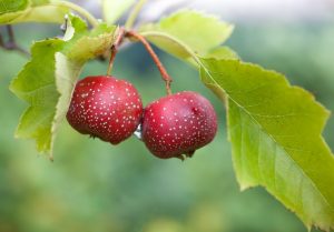 Červené plody čínskeho hlohu (Crataegus pinnatifida) na vetve so zelenými listami