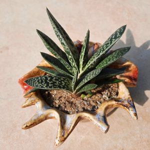 Gasteria s mäsitými listami v prirodzenom osvetlení