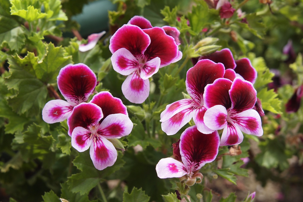 geranium-4405306_1280.jpg