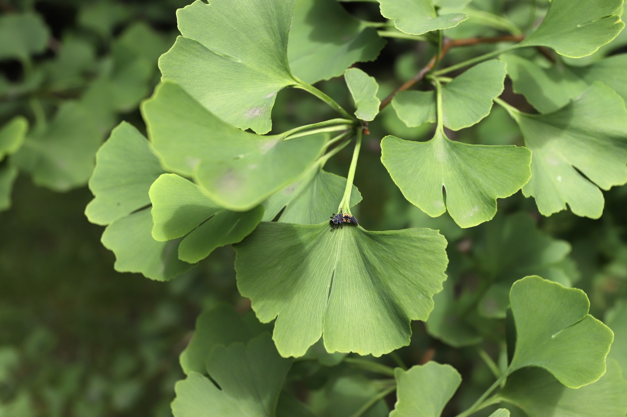 Ginkgo biloba