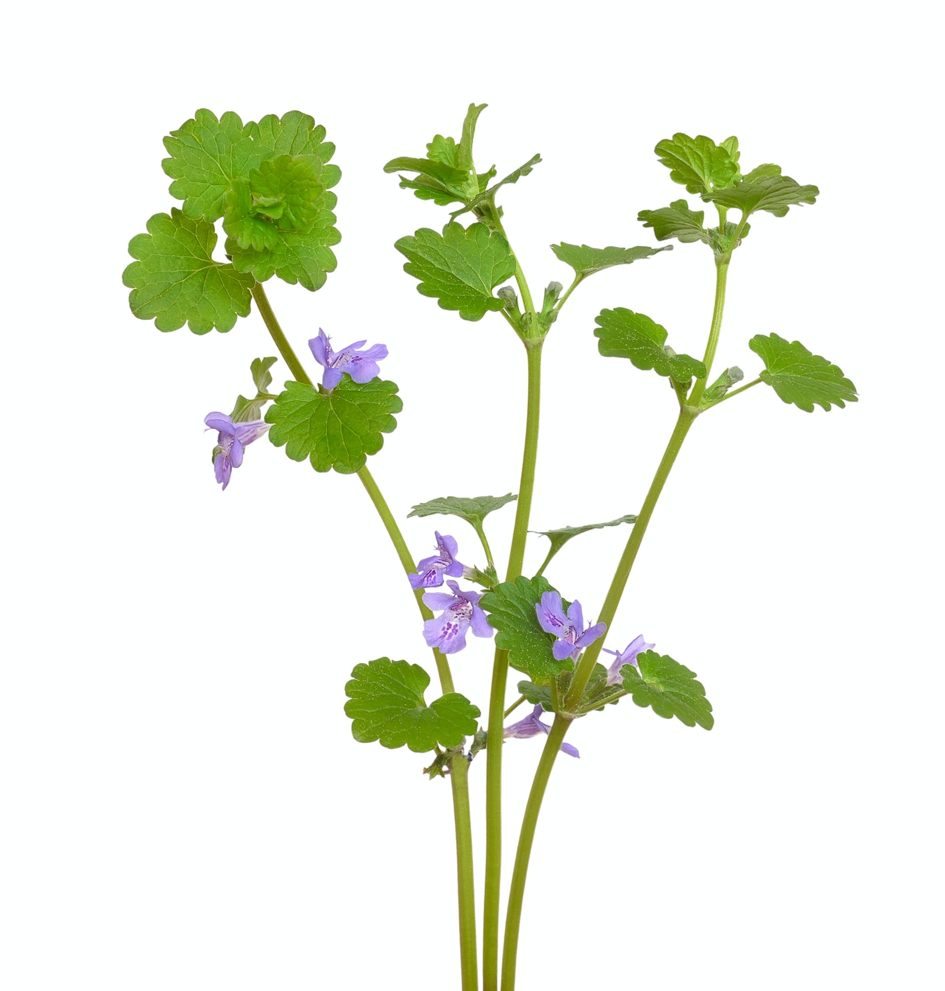 Zádušník brečtanovitý - Glechoma hederacea