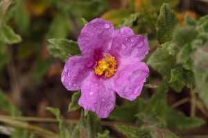 Ružový kvet cistu krétskeho (Cistus creticus) s kvapkami rosy a žltými tyčinkami