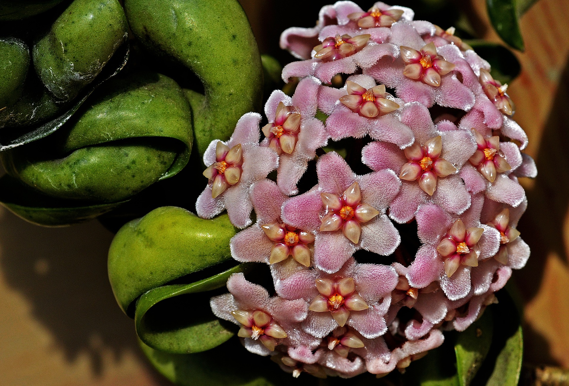 hoje vosková (hoya lacunosa Blume)