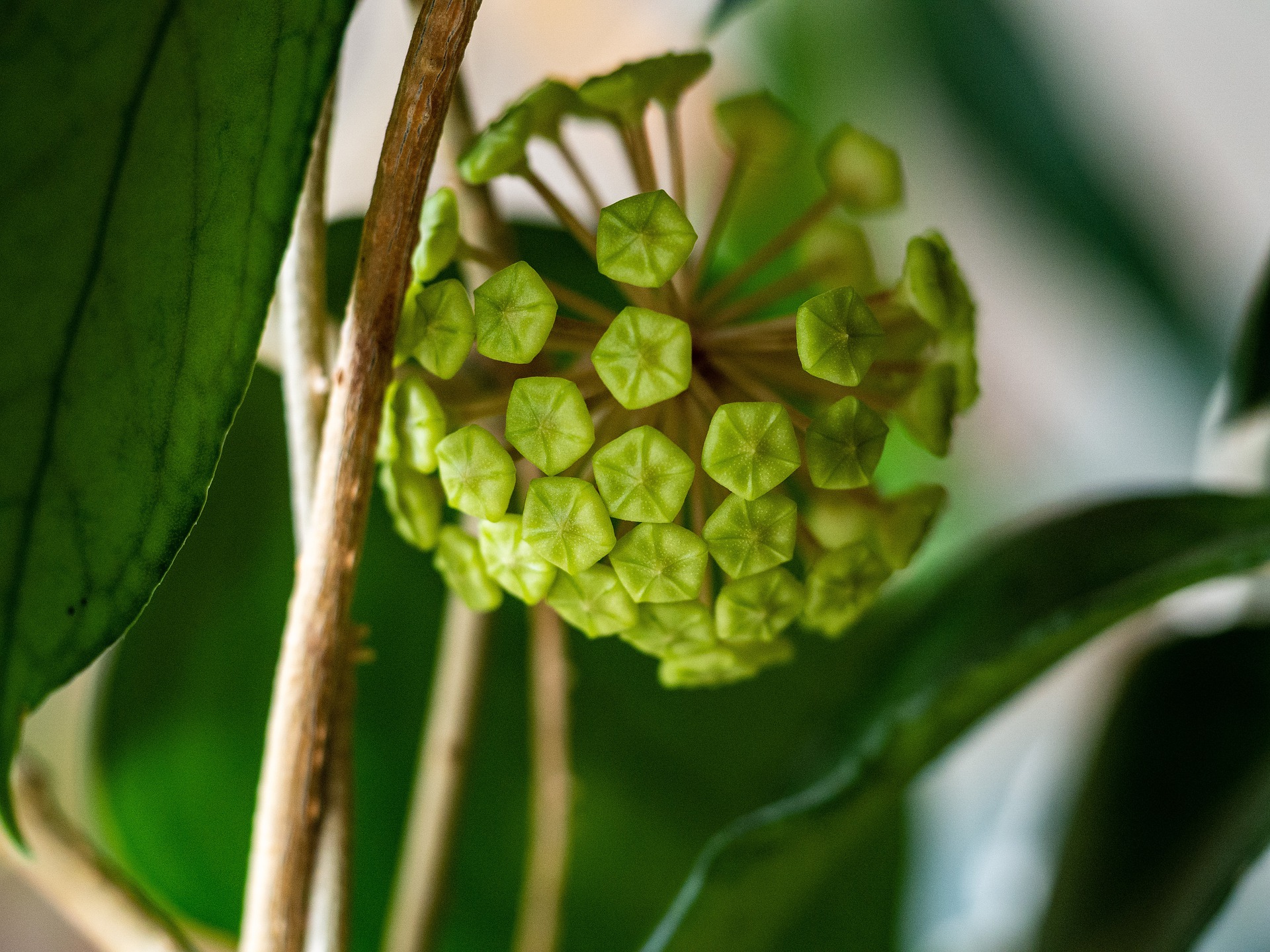 hoje vosková zelená (hoya acuminata)