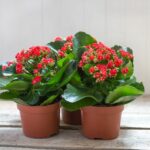 kalanchoe pokojove rostliny