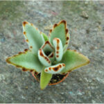 kalanchoe tomentosa kocici usi