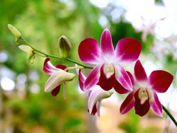 orchidej Dendrobium-bigibbum