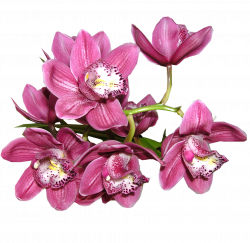 orchid-g87b821a56_1920-e1666781293163.png