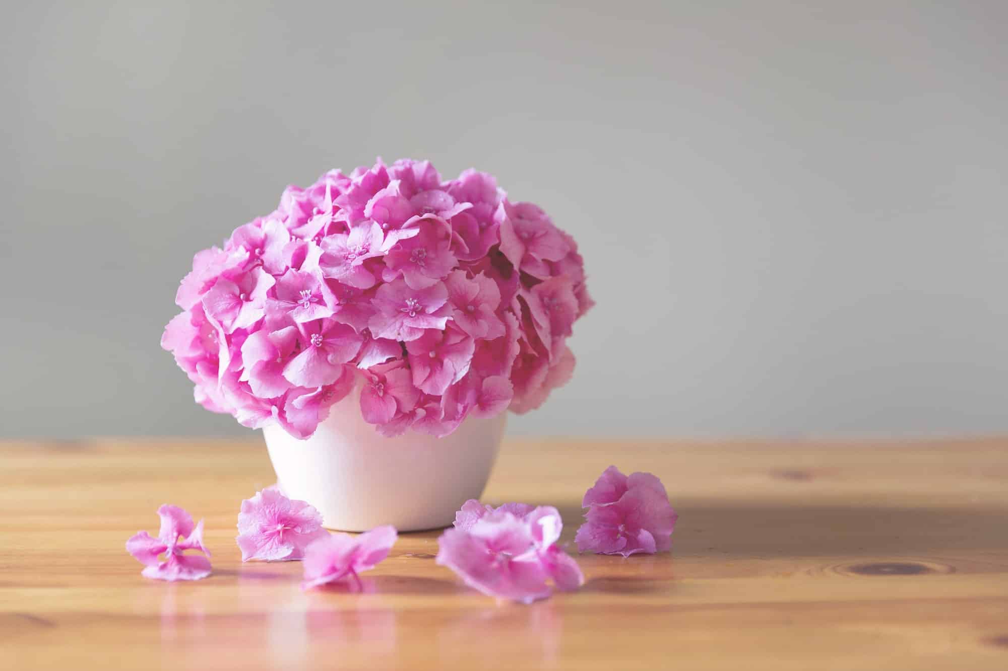 pink-hydrangea-in-white-flowerpot.jpg