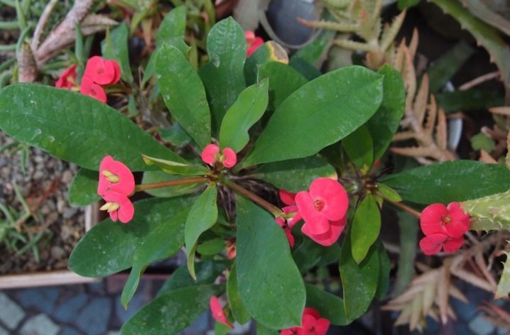 Euphorbia - kvety a listy