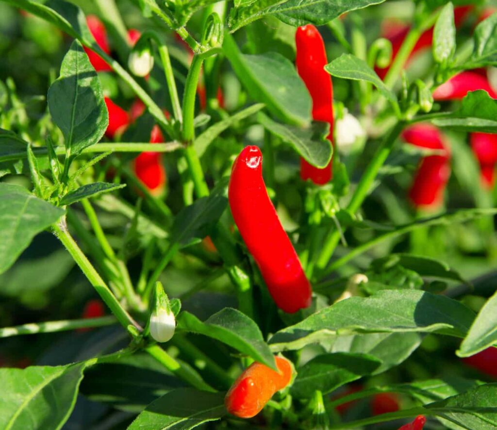 Chilli papričky (Capsicum)