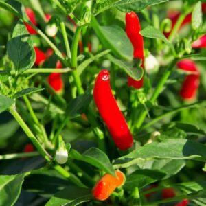 Chilli papričky (Capsicum)
