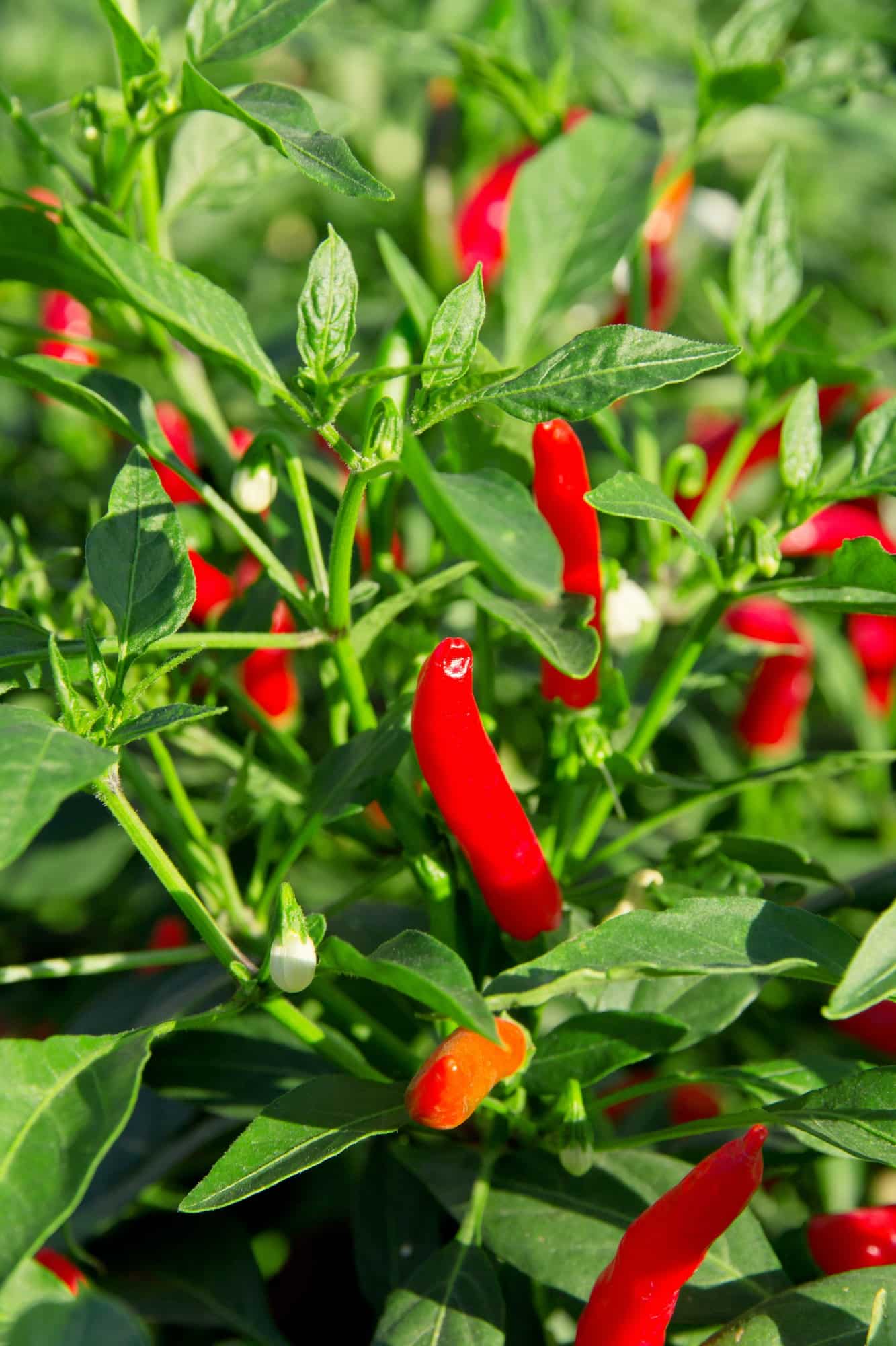 Red chilli pepper plant