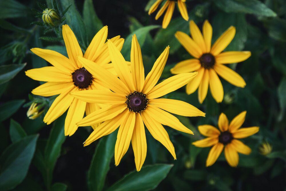 Rudbekia