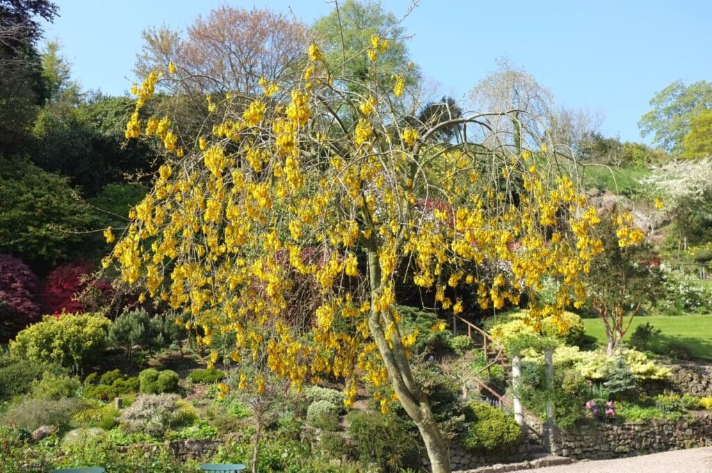 Jerlín štvorkrídlový (Sophora tetraptera)​