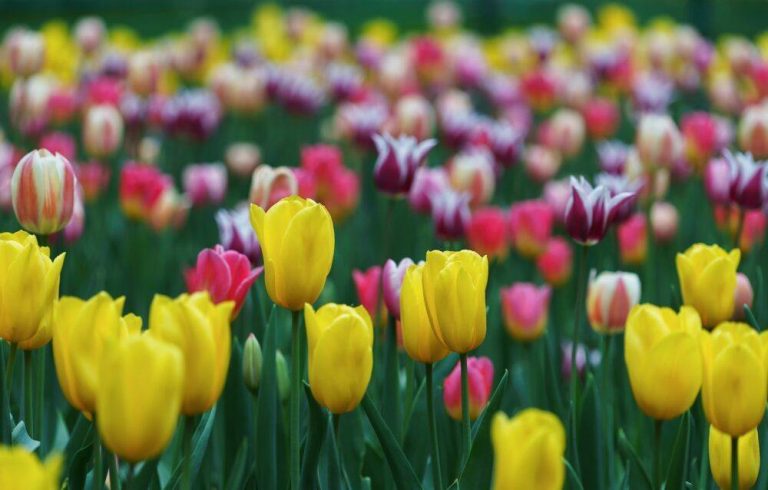 Červené tulipány v jarnej záhrade s listami