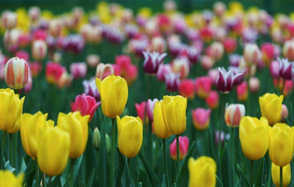 Tulipány
