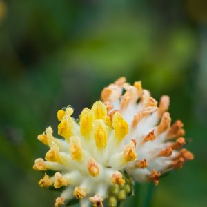 Bôľhoj ranostajový (Anthyllis vulneraria) so žltými kvetmi na suchej lúke