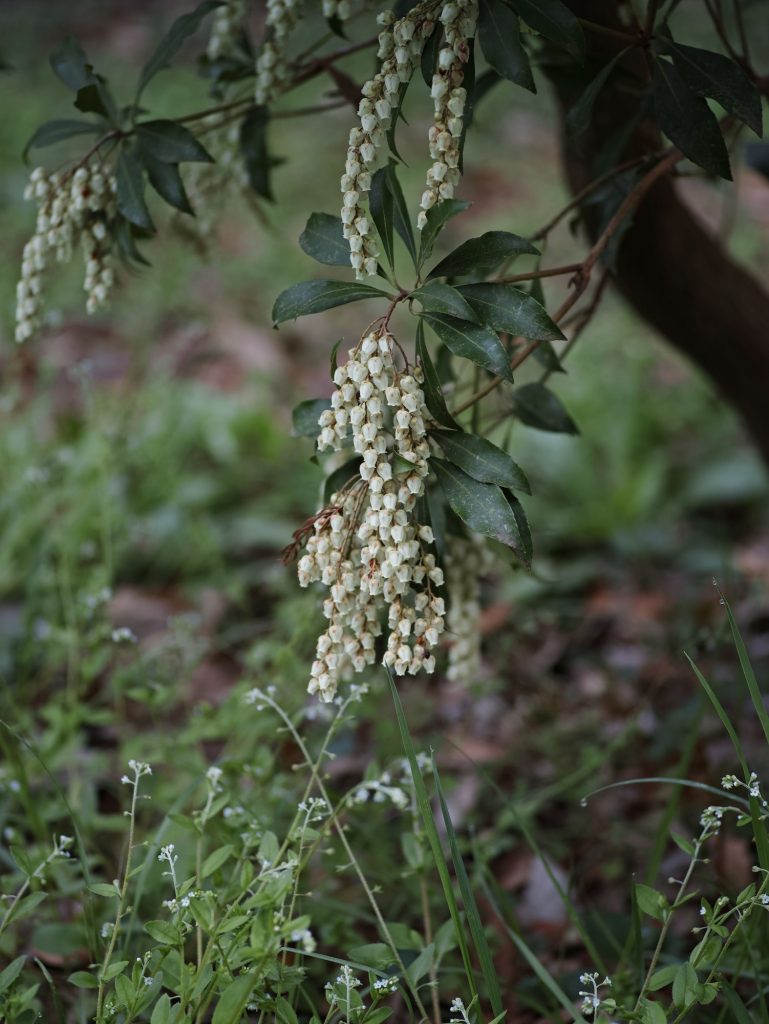 Japonská andromédka (Pieris japonica) s previsnutými strapcami bielych zvonkovitých kvetov