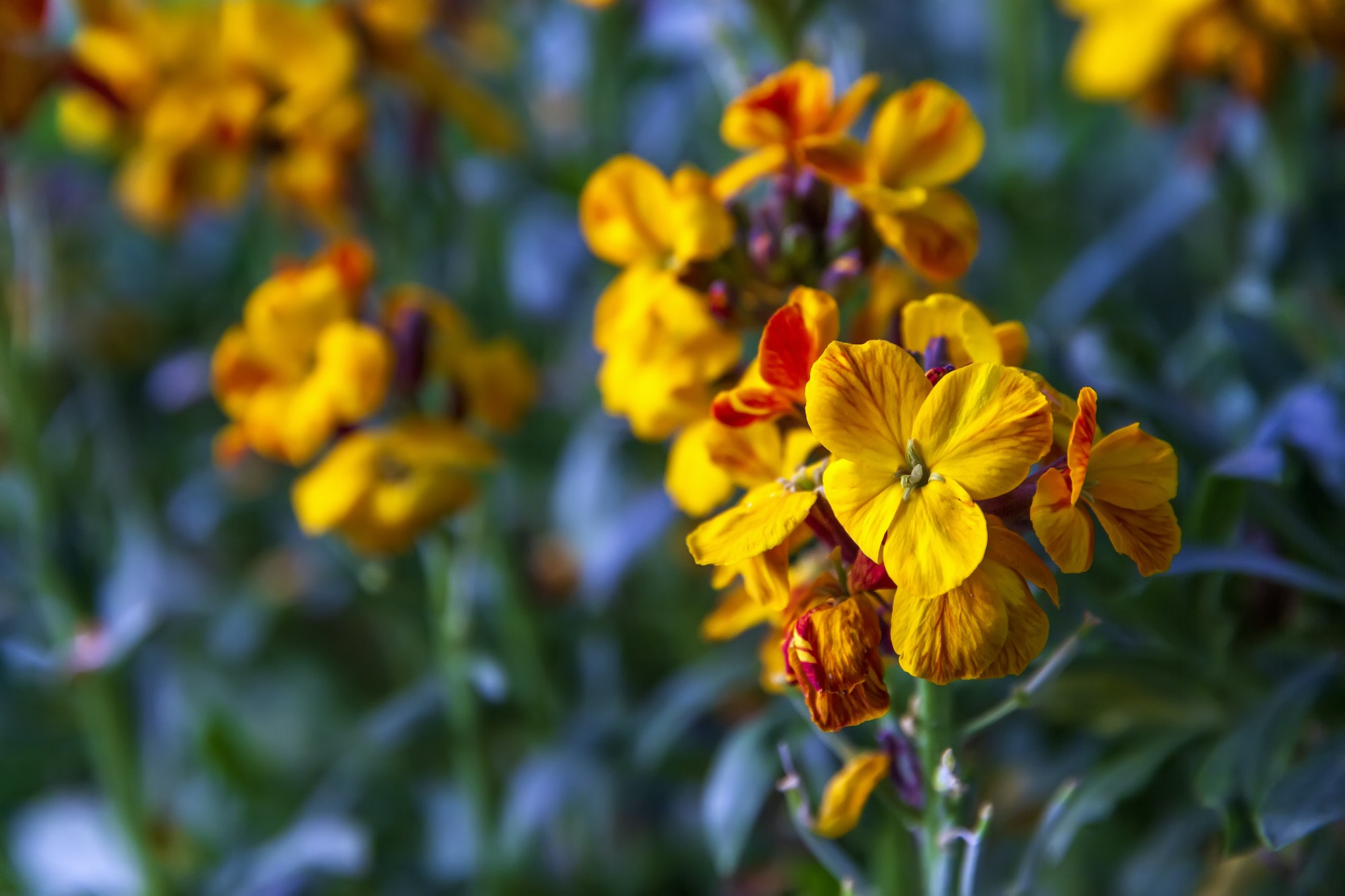 Horčičník cheirantovitý - Erysimum cheiranthoides