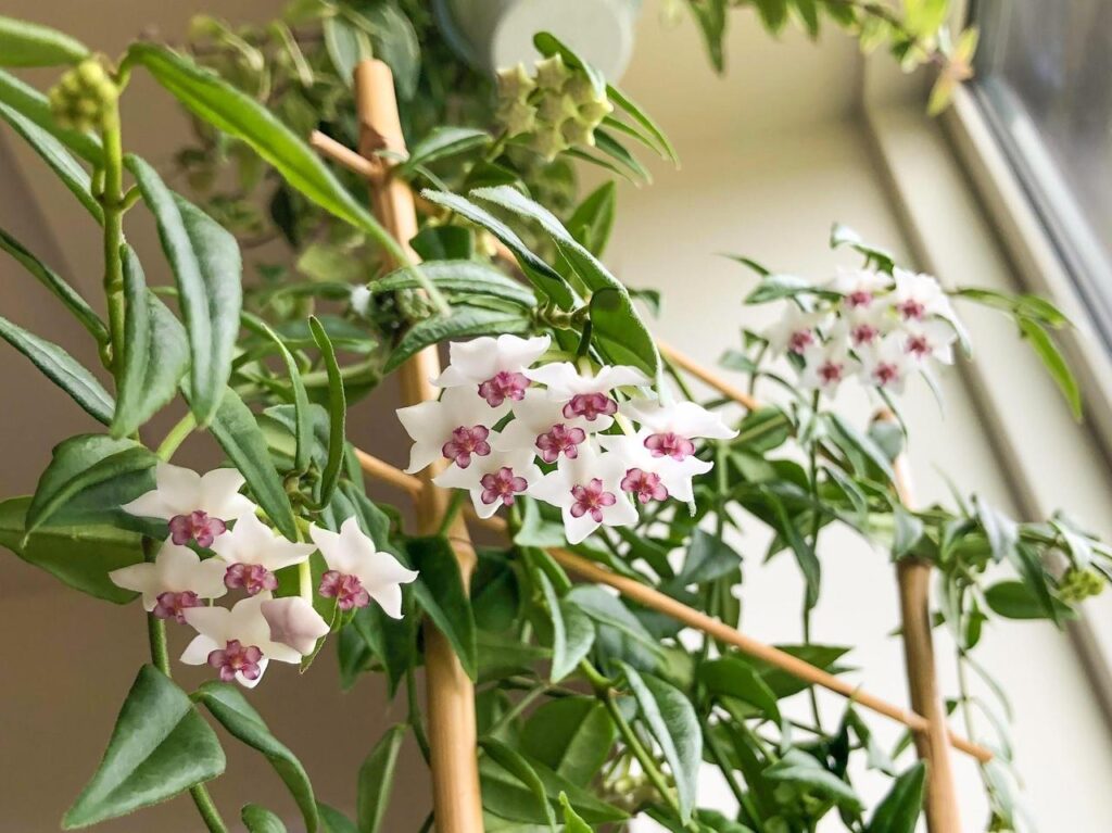 Hoya bella
