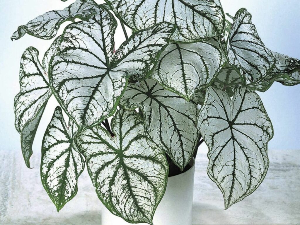 Caladium s bielymi listami a zelenou žilnatinou v bielom kvetináči