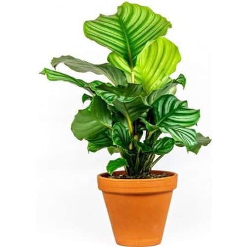 Kalatea okrúhlolistá (Calathea orbifolia) v terakotovom kvetináči