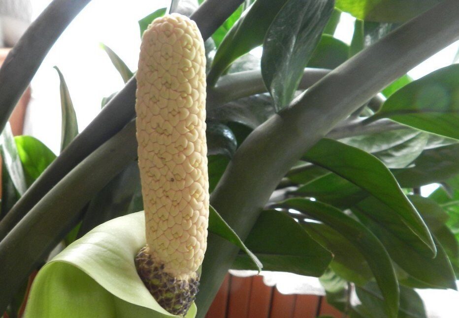 Zamiokulkas (Zamioculcas zamiifolia)
