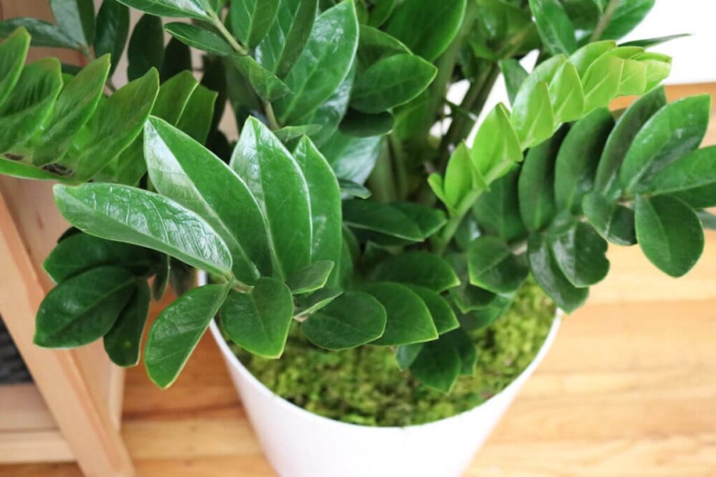 Zamiokulkas (Zamioculcas zamiifolia)