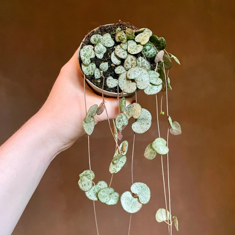 Sviečkovník (Ceropegia woodii)​