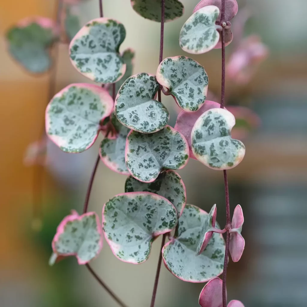 Srdcovník (Ceropegia woodii)​