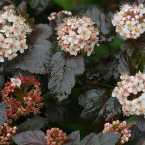 Tavoľníkovec kalinolistý (Physocarpus opulifolius) s bielymi kvetmi v záhrade
