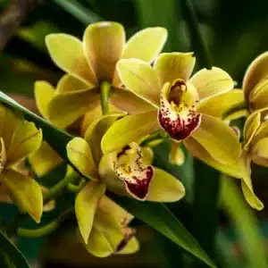 Orchidea cymbidium s bielymi a ružovými kvetmi