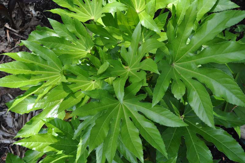 Fatsia japonica s hustnými zeleným listami