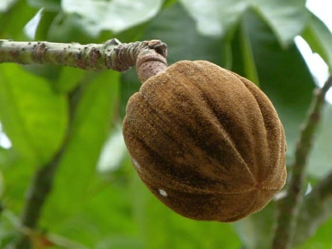 Pachira aquatica s zelenými listami v kvetináči