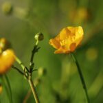 1200px Ranunculus acris new