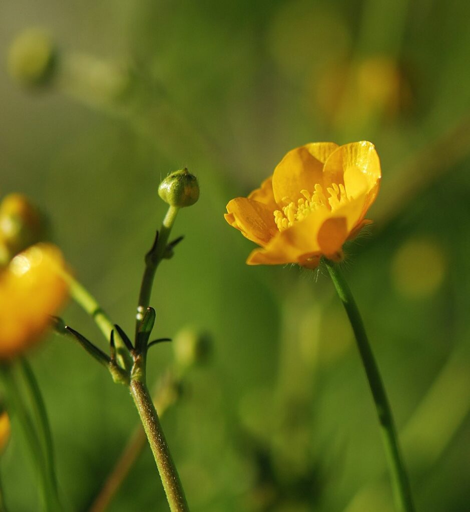 1200px Ranunculus acris new