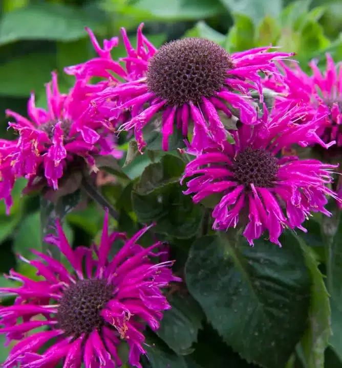 Monarda dvojmocná (Monarda didyma) v plnom kvete s purpurovými kvetmi
