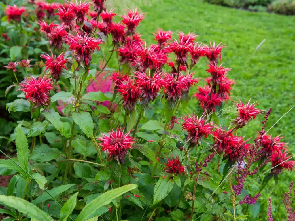 Monarda 'Cambridge Scarlet' s červenými kvetmi v trvalkovom záhone pri trávniku