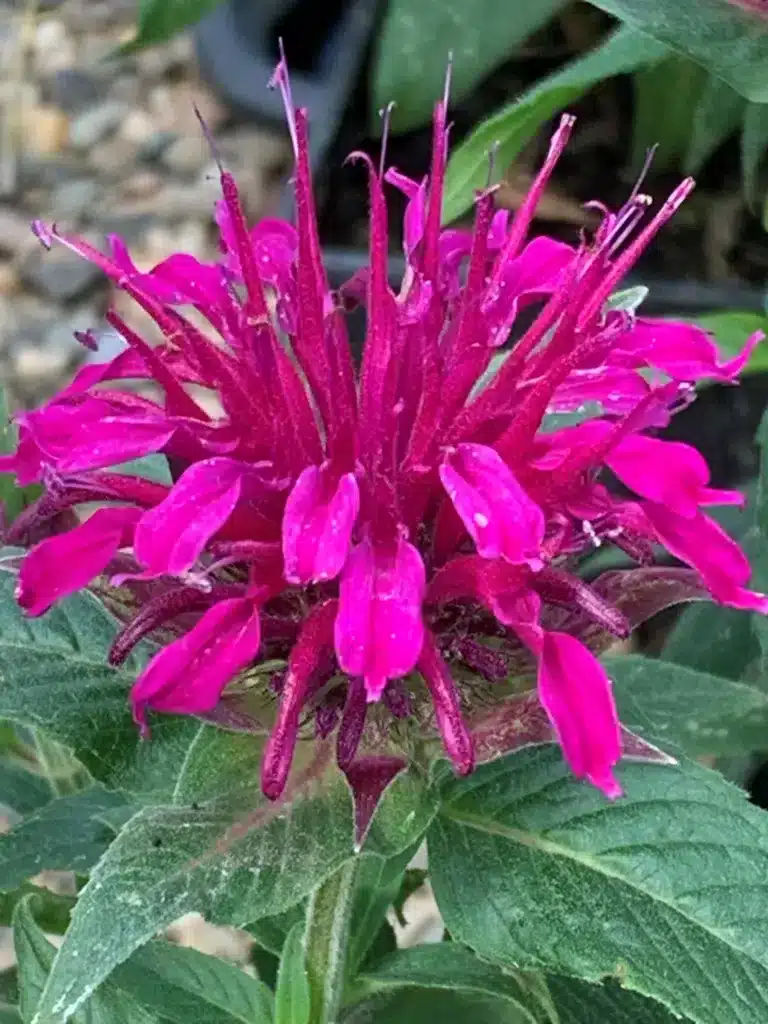 Monarda odrody Balmy Lilac so sýtoružovými až purpurovými kvetmi