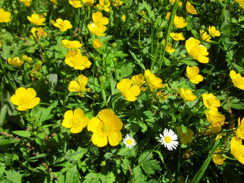 iskernik prudky ranunculus acris